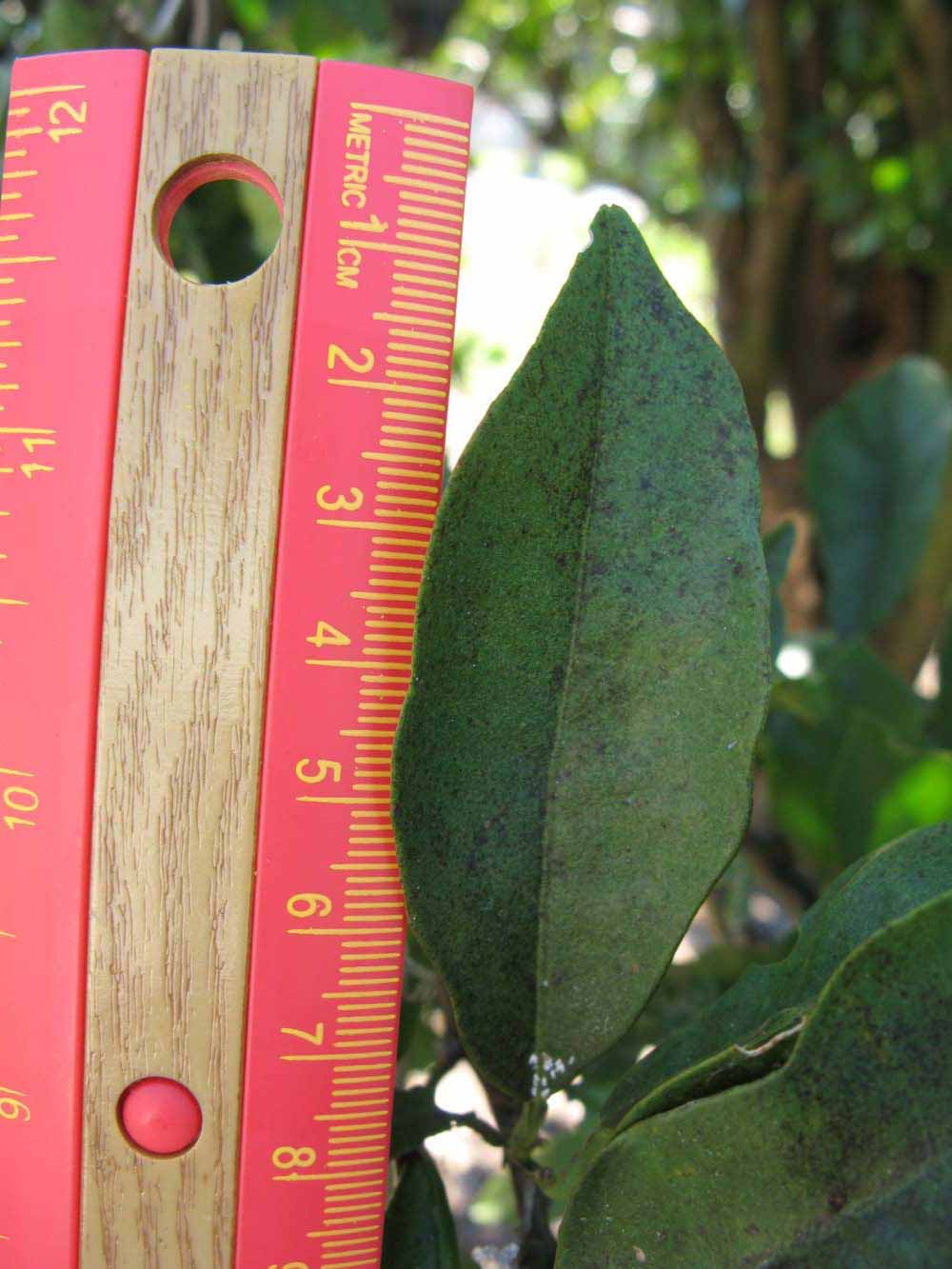            Unifoliolate leaf (Sanguinelli, Winter Haven, FL)   